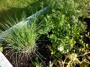 Sklízíme úrodu na školní zahrádce